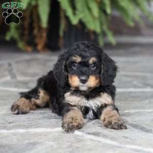 Dax (F1 B), Cavapoo Puppy